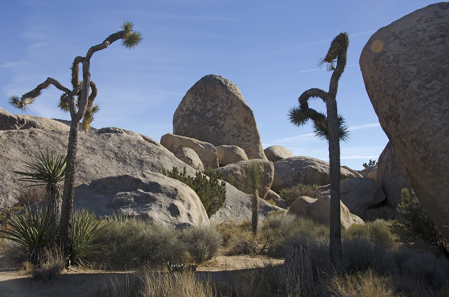 Joshua Tree NP - Planet X Area 26.jpg