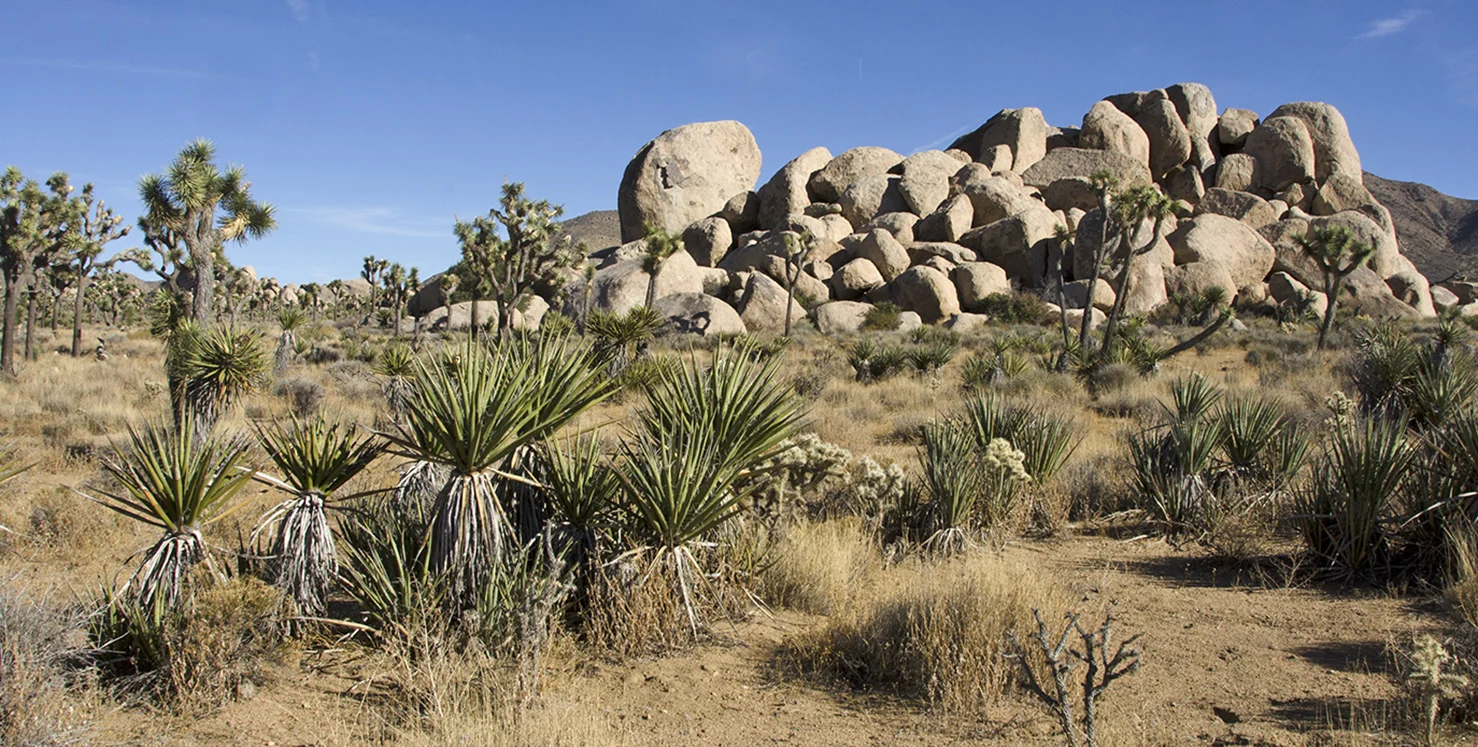 Joshua Tree NP - Planet X Area 31.jpg