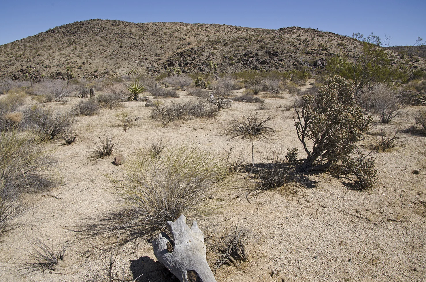 Mymine - Joshua Tree NP 03.jpg