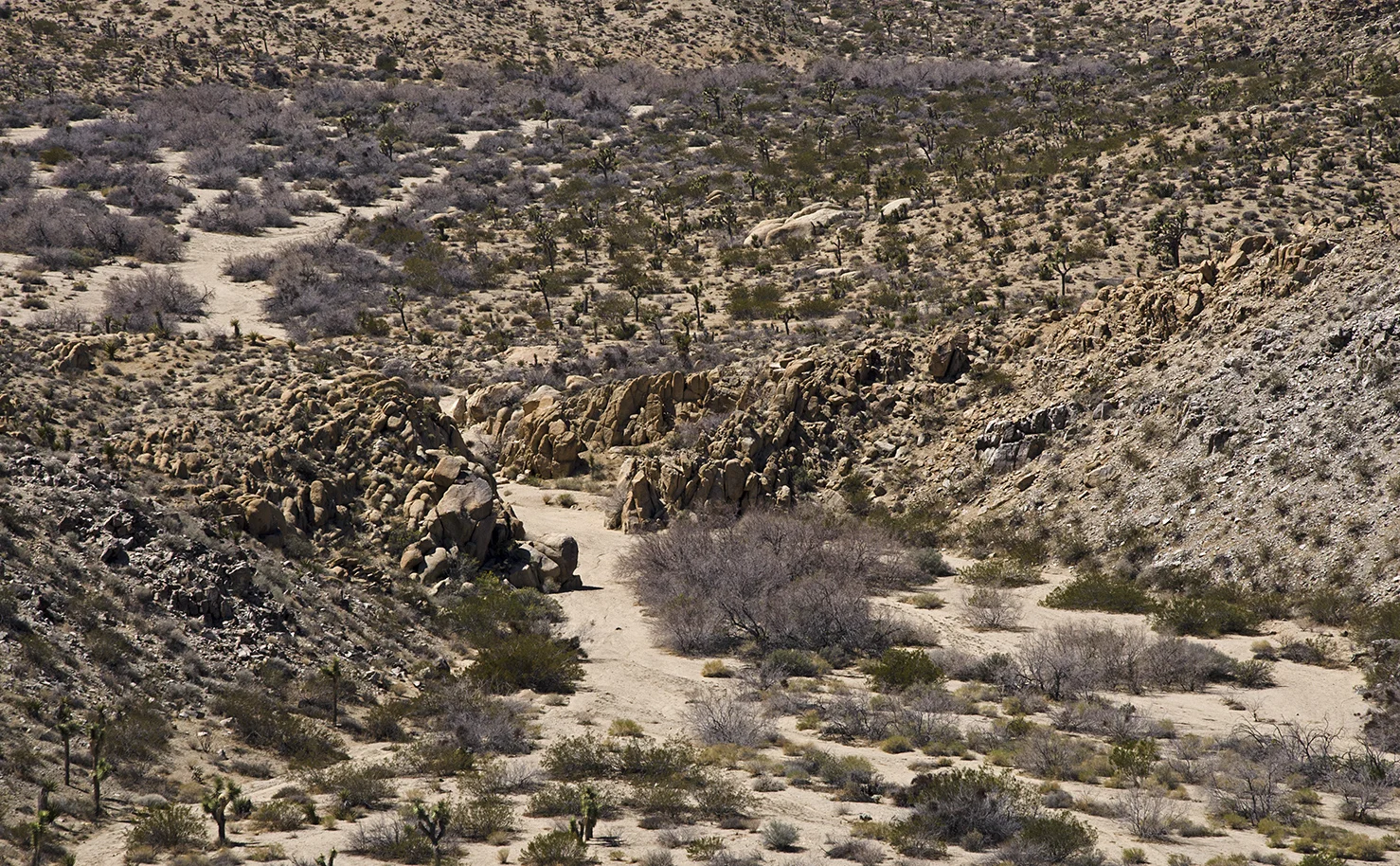 Mymine - Joshua Tree NP 17.jpg