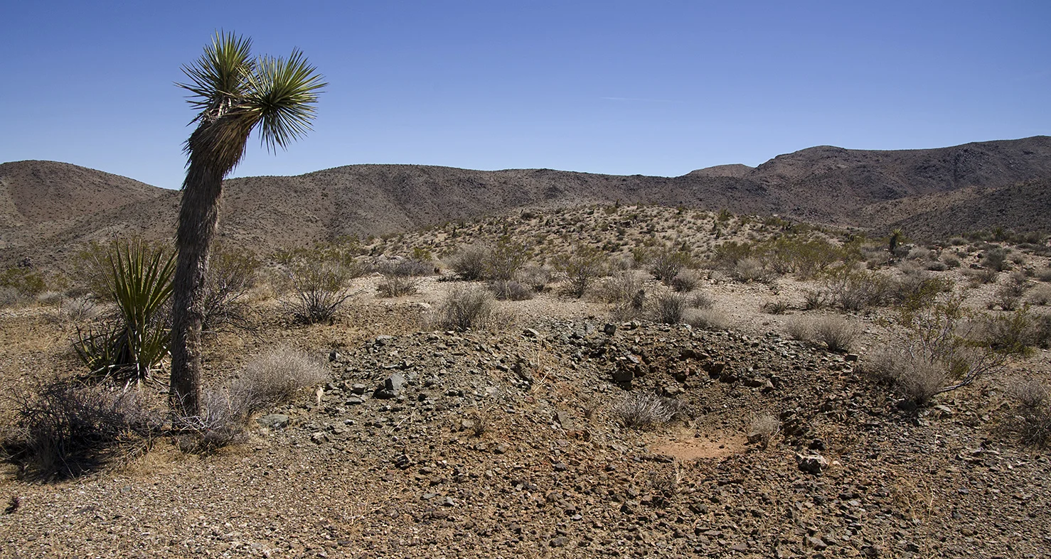 Mymine - Joshua Tree NP 19.jpg