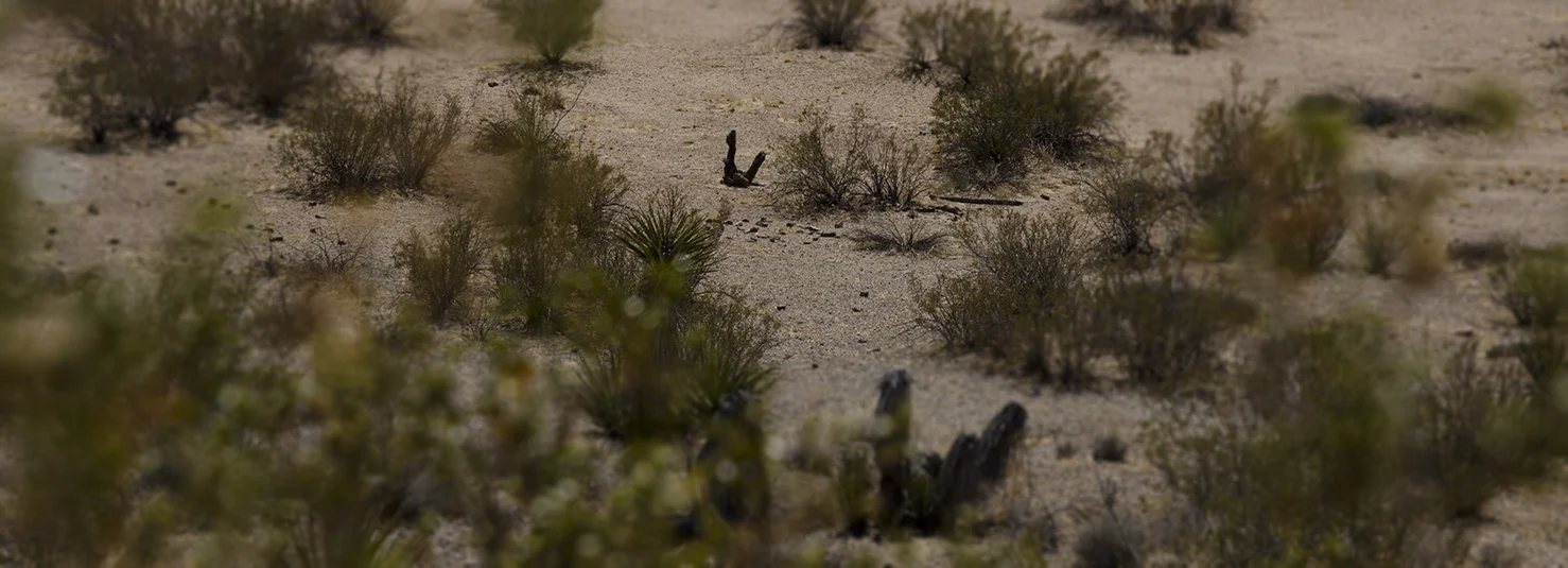 Mymine - Joshua Tree NP 22 Nellie.jpg