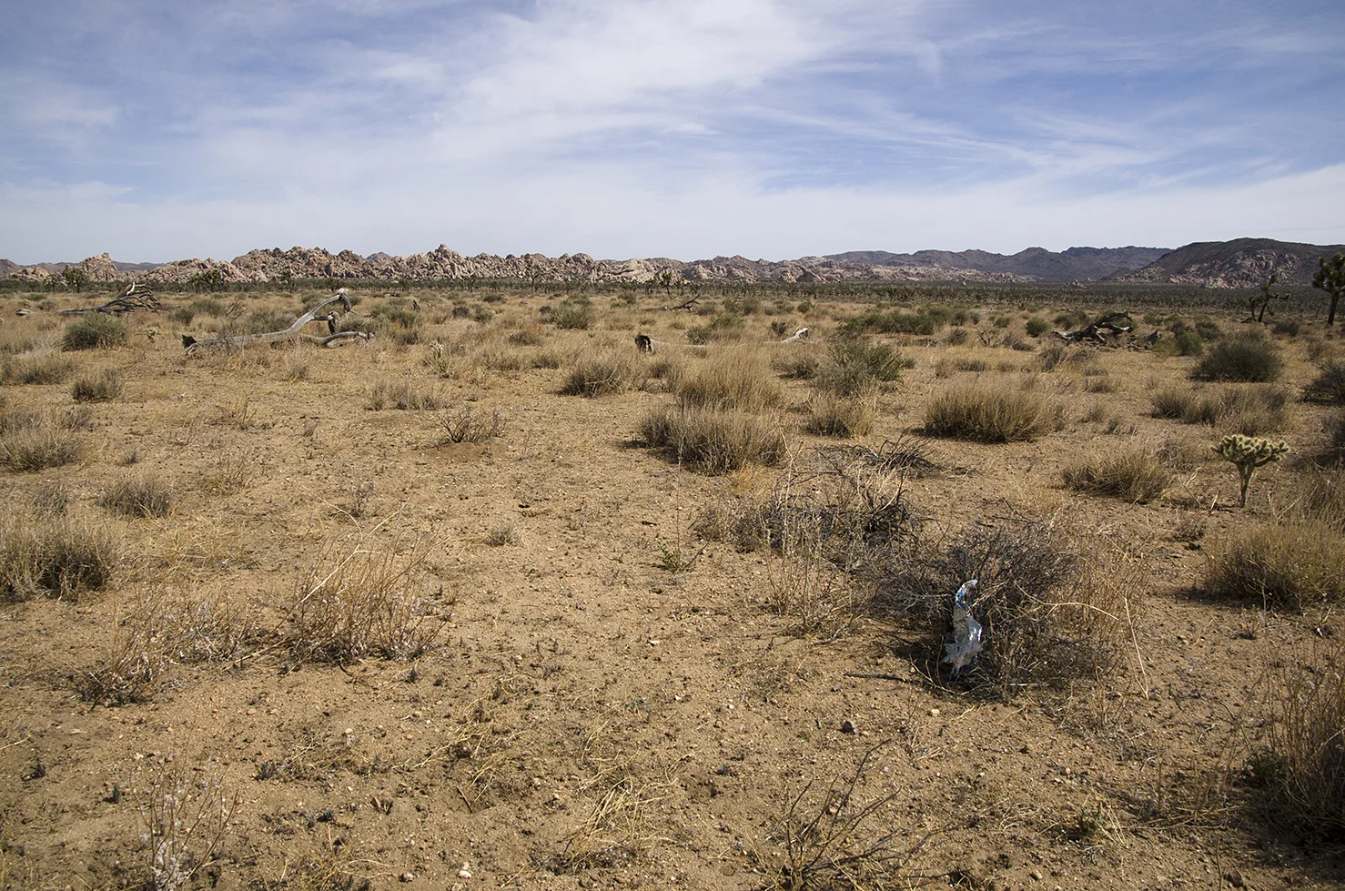 Lost Horse Valley Joshua Tree NP 002.jpg