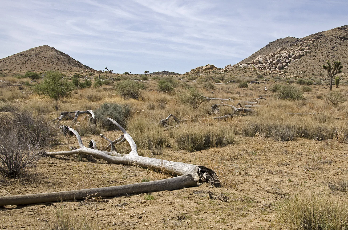 Lost Horse Valley Joshua Tree NP 004.jpg