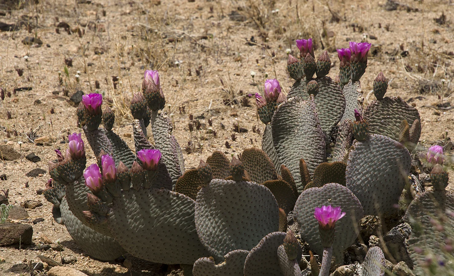 Lost Horse Valley Joshua Tree NP 023.jpg