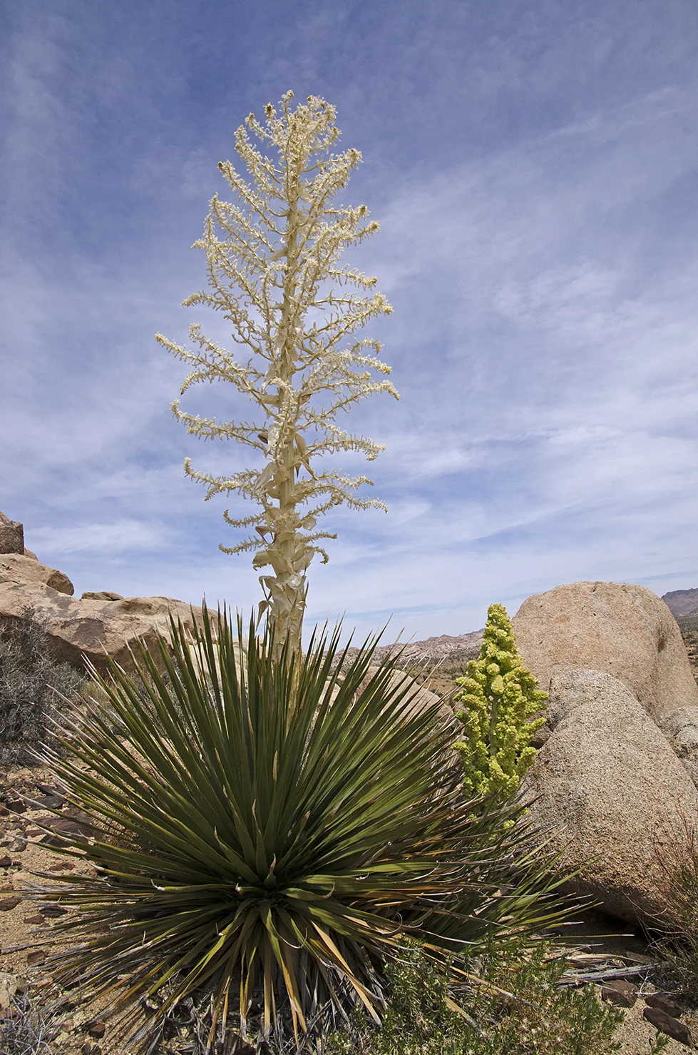 Lost Horse Valley Joshua Tree NP 026.jpg