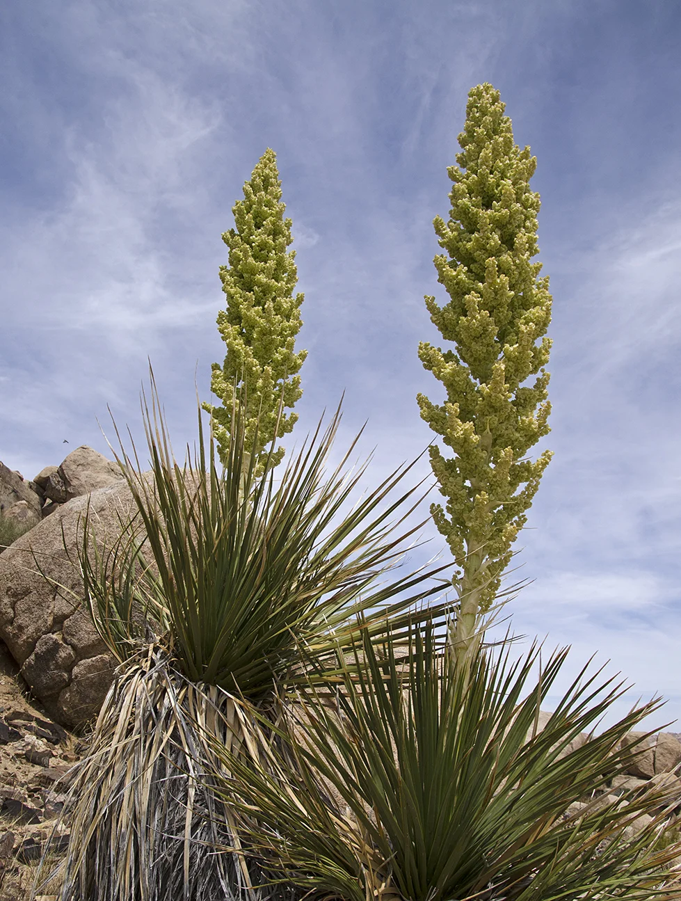 Lost Horse Valley Joshua Tree NP 030.jpg