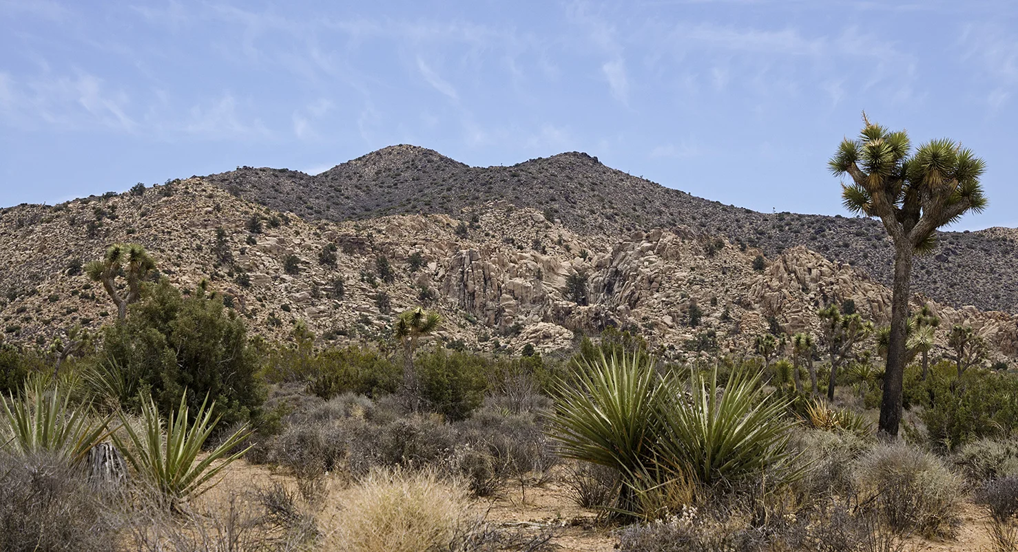 Joshua Tree National Park 032 South of Ryan Ranch.jpg