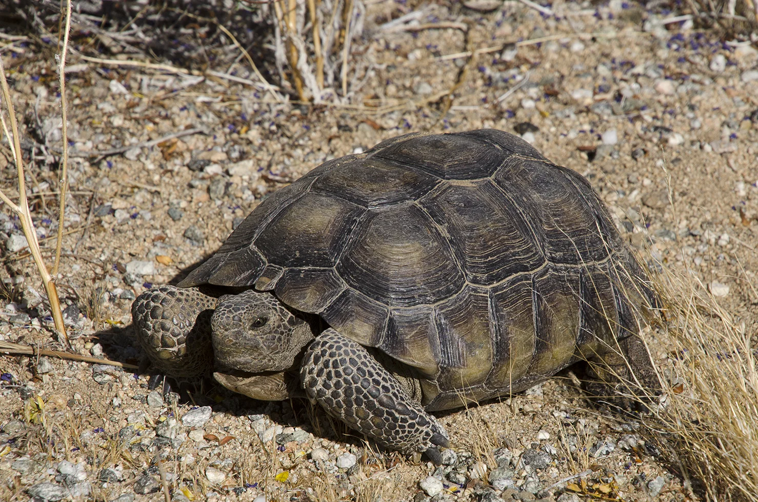 Joshua Tree National Park 001 Desert Tortoise.jpg