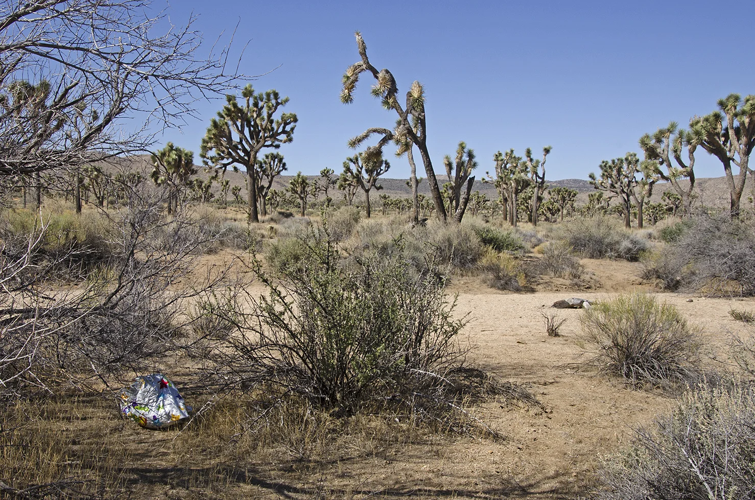Joshua Tree National Park 002 Mylar Balloon.jpg