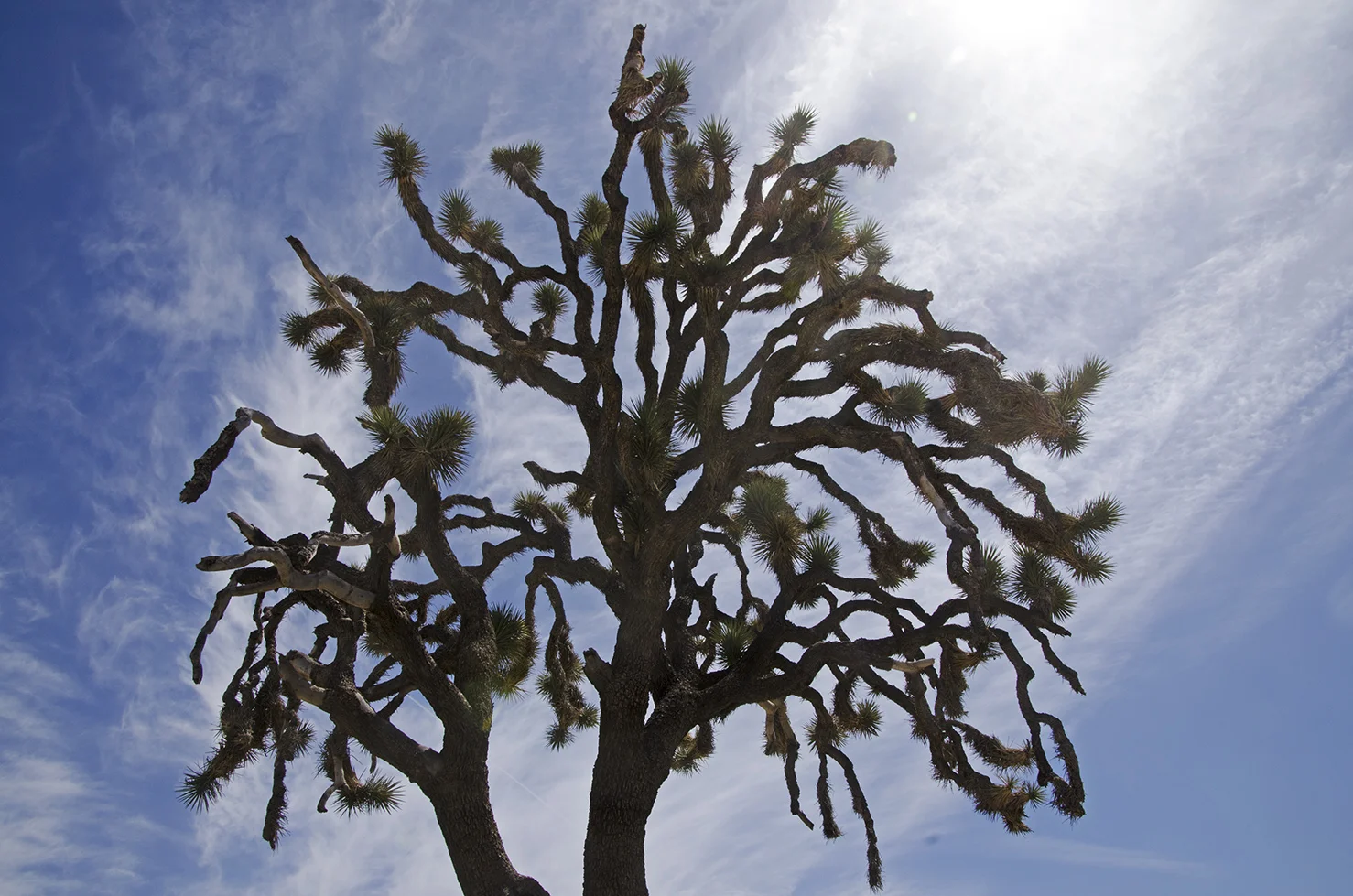 Joshua Tree National Park 019 Joshua Tree.jpg