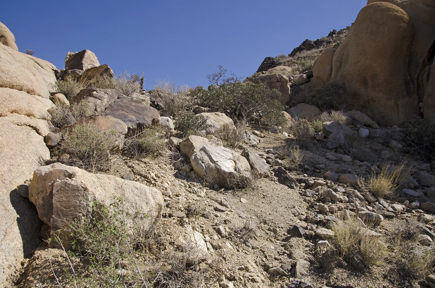 White Tank Area - Joahua Tree National Park 05.jpg