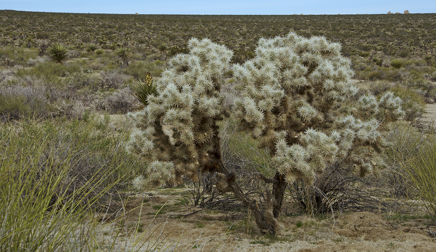 Joshua Tree NP - Stirrup Tank Area 05 Cholla.jpg