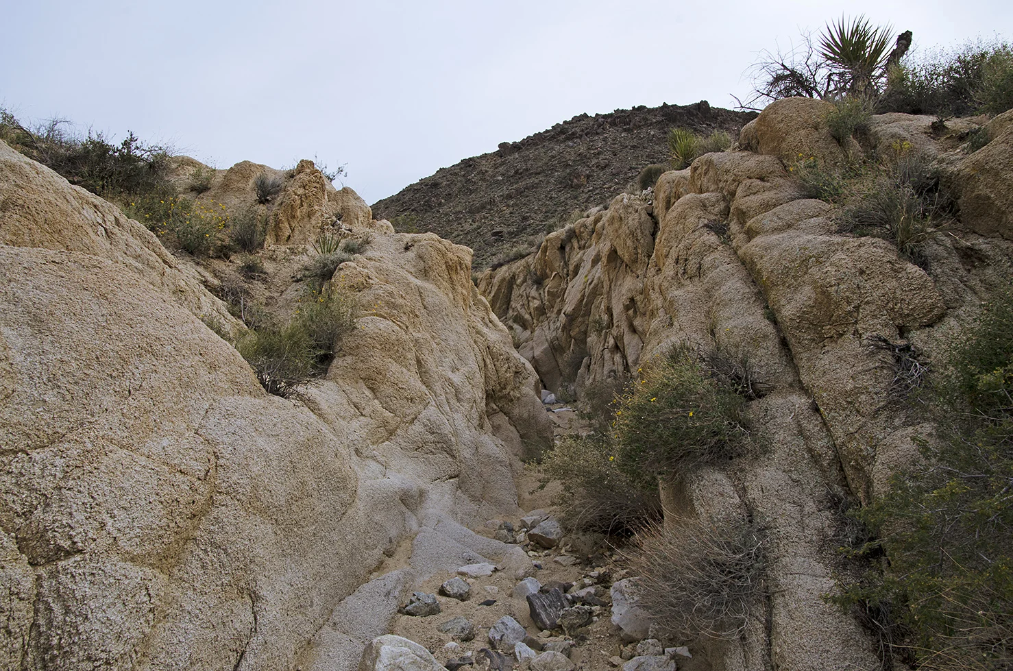 Joshua Tree NP - Stirrup Tank Area 14 Canyon 2.jpg