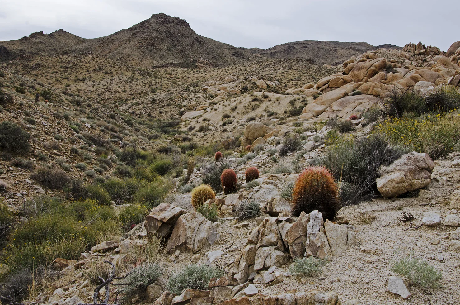 Joshua Tree NP - Stirrup Tank Area 15 Cactus Field.jpg