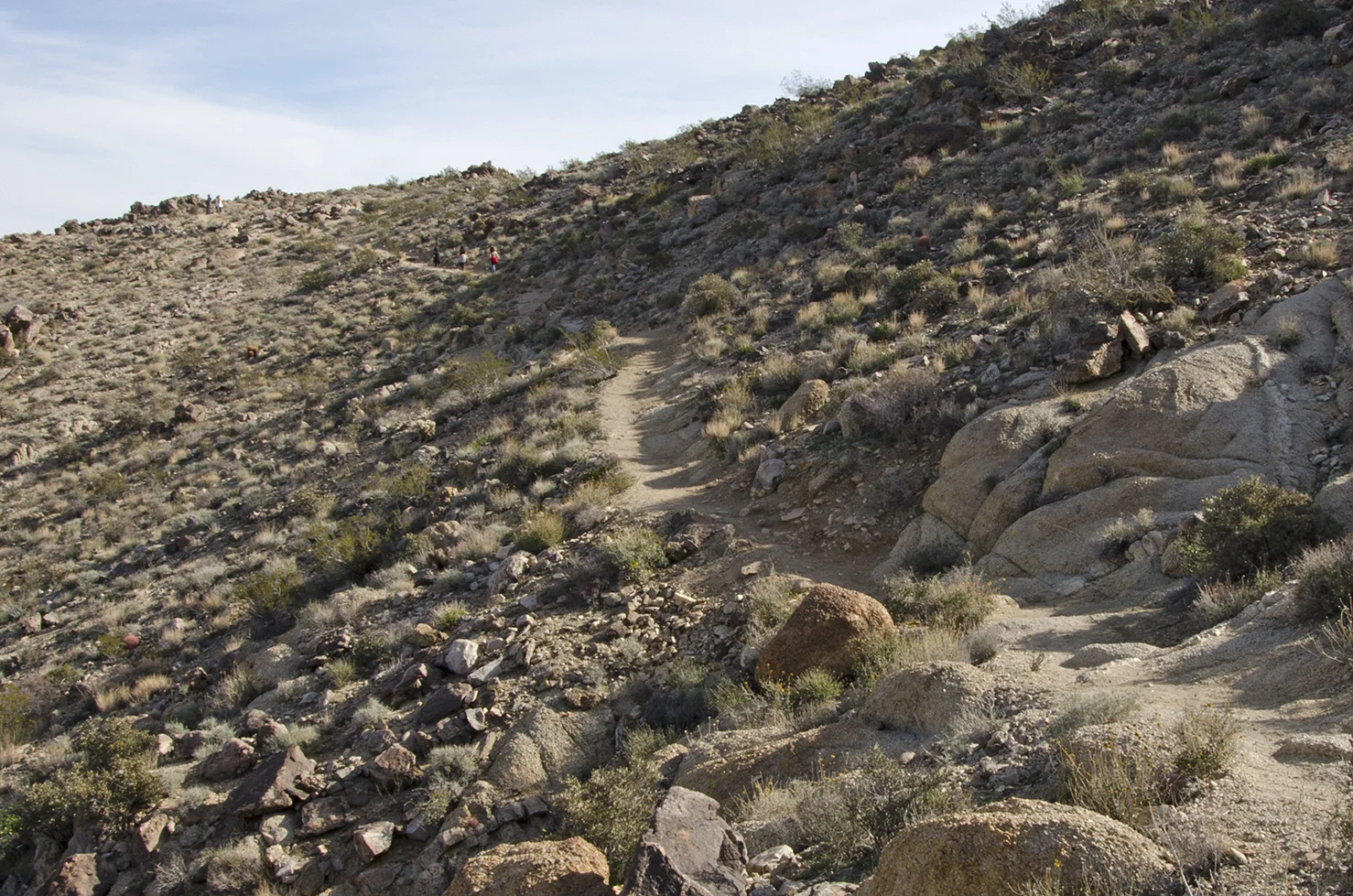 Fortynine Palms Oasis Joshua Tree NP 07.jpg