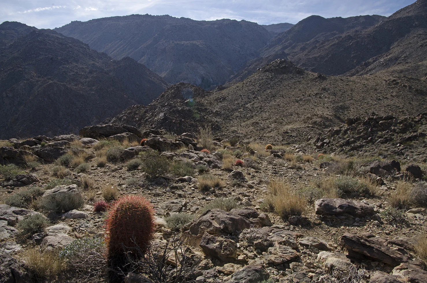 Fortynine Palms Oasis Joshua Tree NP 10.jpg