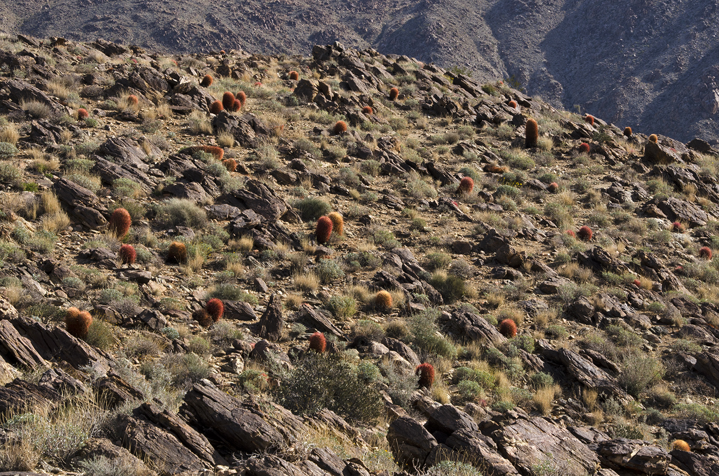 Fortynine Palms Oasis Joshua Tree NP 12.jpg