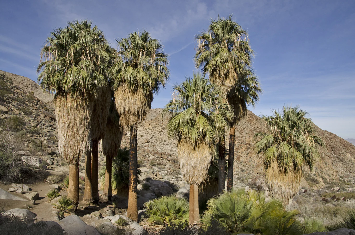 Fortynine Palms Oasis Joshua Tree NP 15.jpg