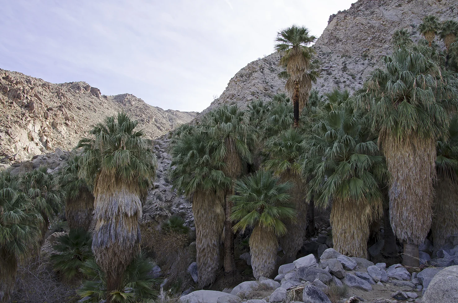 Fortynine Palms Oasis Joshua Tree NP 16.jpg