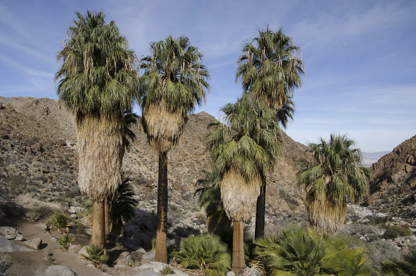 Fortynine Palms Oasis Joshua Tree NP 17.jpg