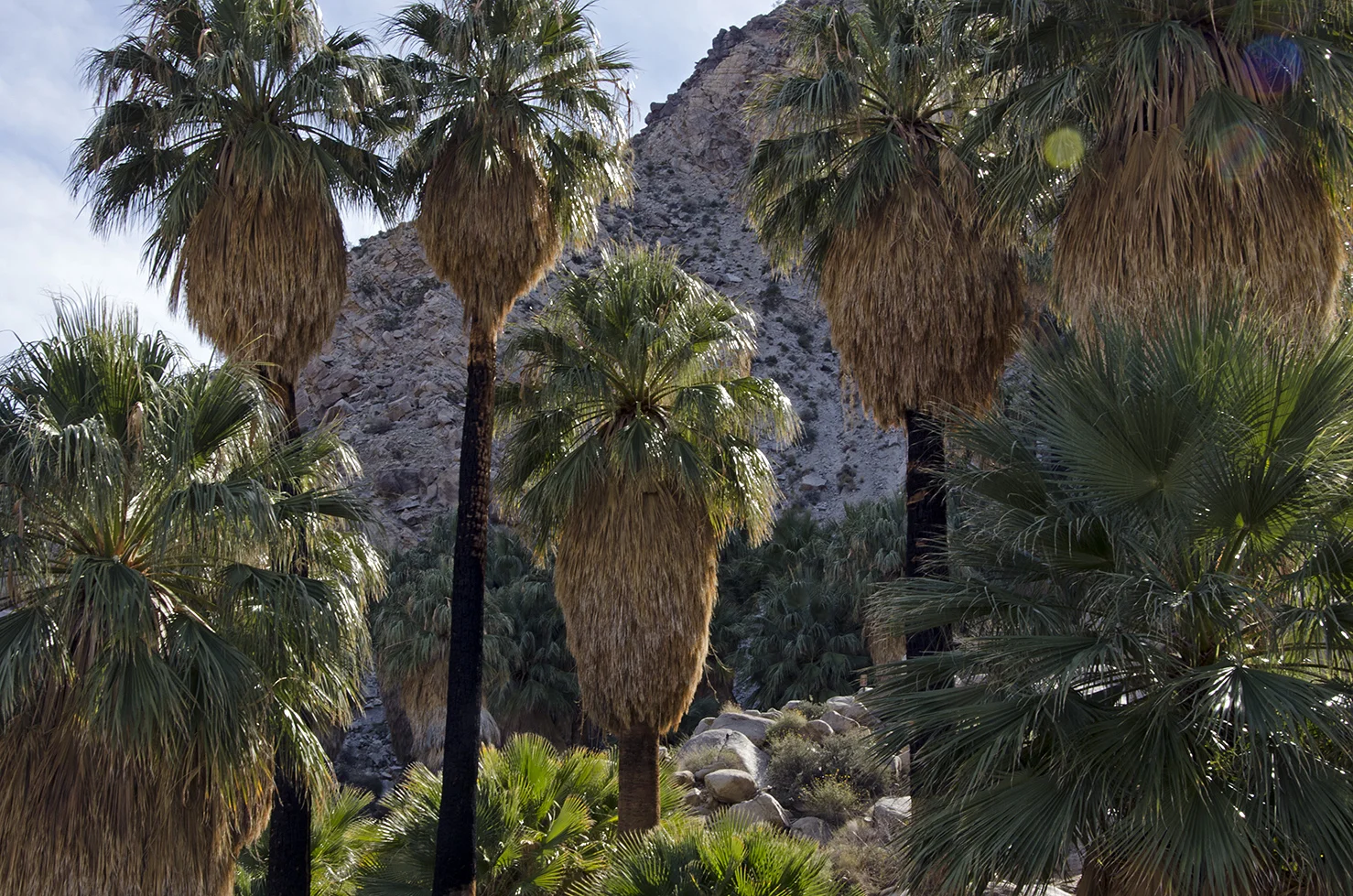 Fortynine Palms Oasis Joshua Tree NP 22.jpg