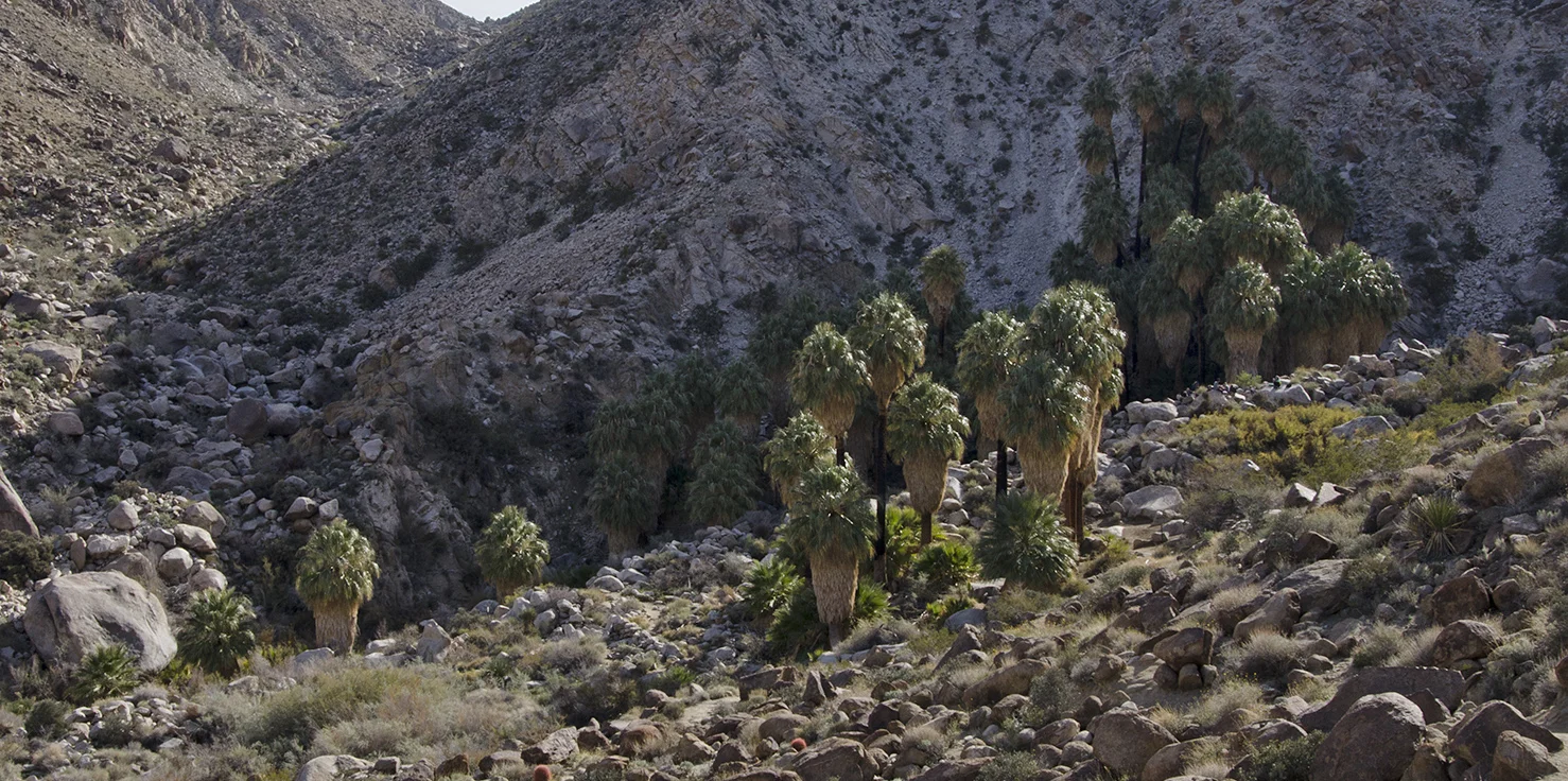 Fortynine Palms Oasis Joshua Tree NP 23.jpg