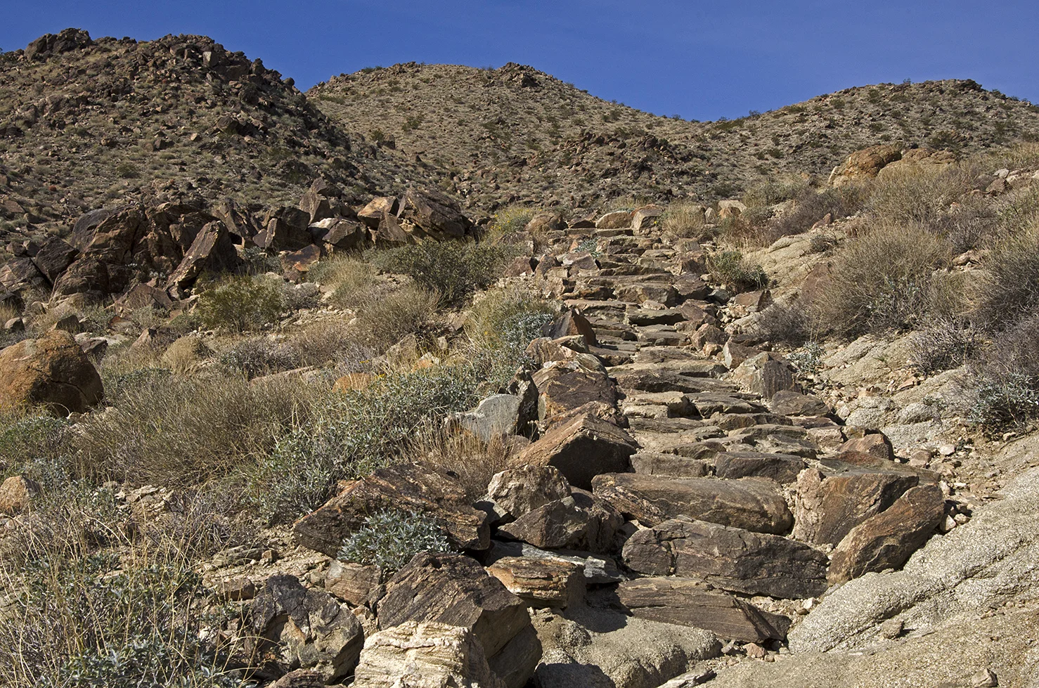 Fortynine Palms Oasis Joshua Tree NP 24.jpg