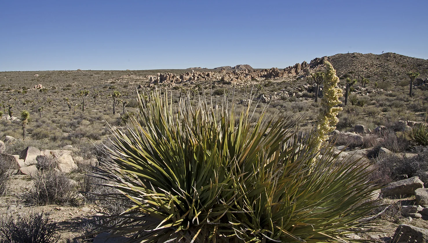Surprise Tank - Joshua Tree NP - 13.jpg