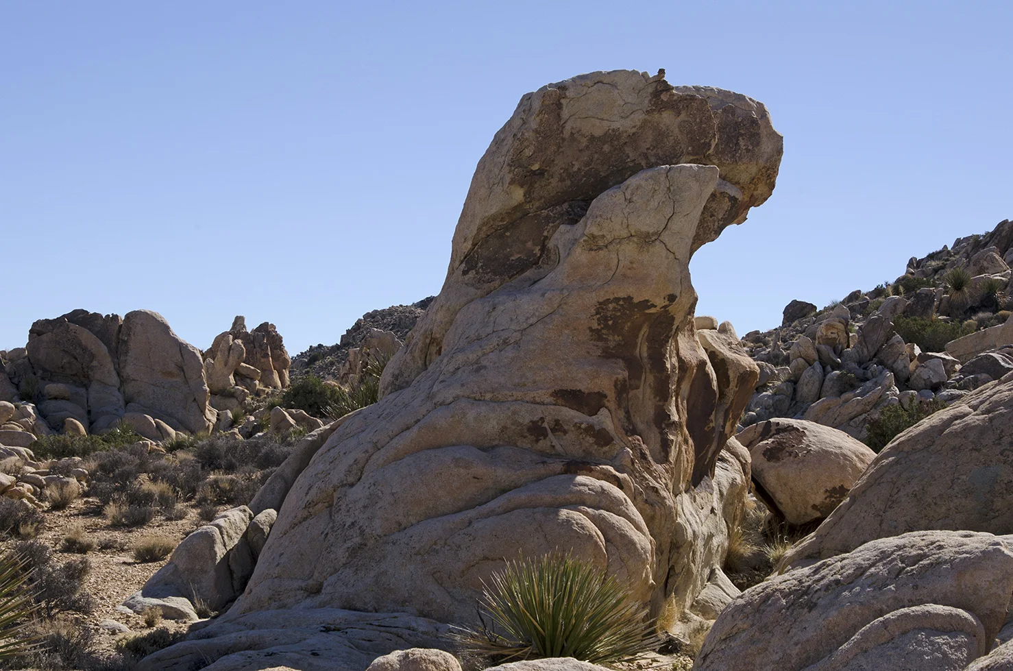 Surprise Tank - Joshua Tree NP - 17.jpg