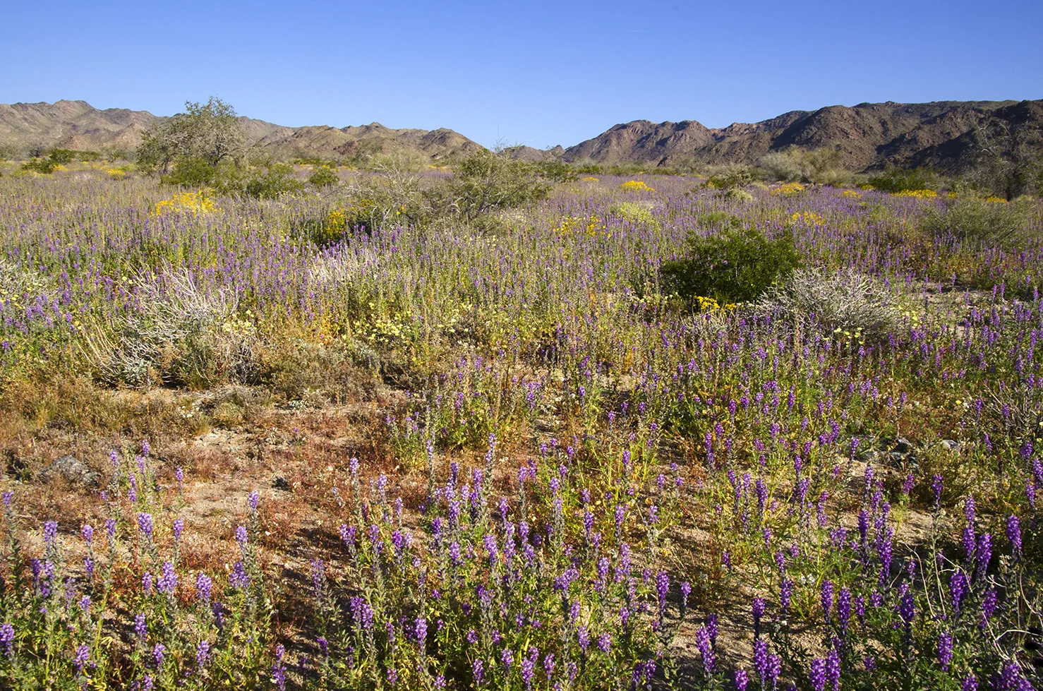Joshua Tree National Park Wildflowers 01.jpg