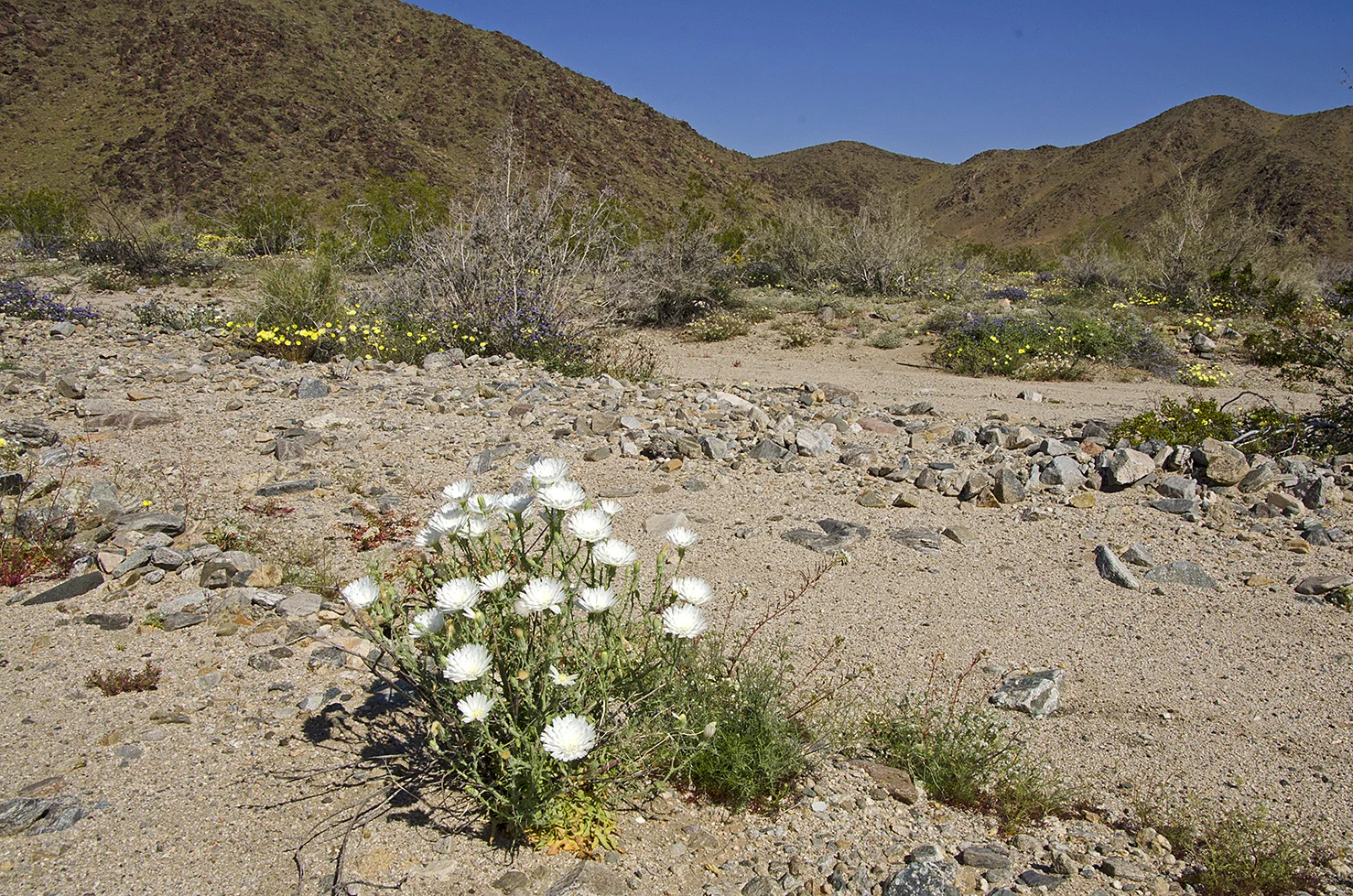 Joshua Tree National Park Wildflowers 05.jpg