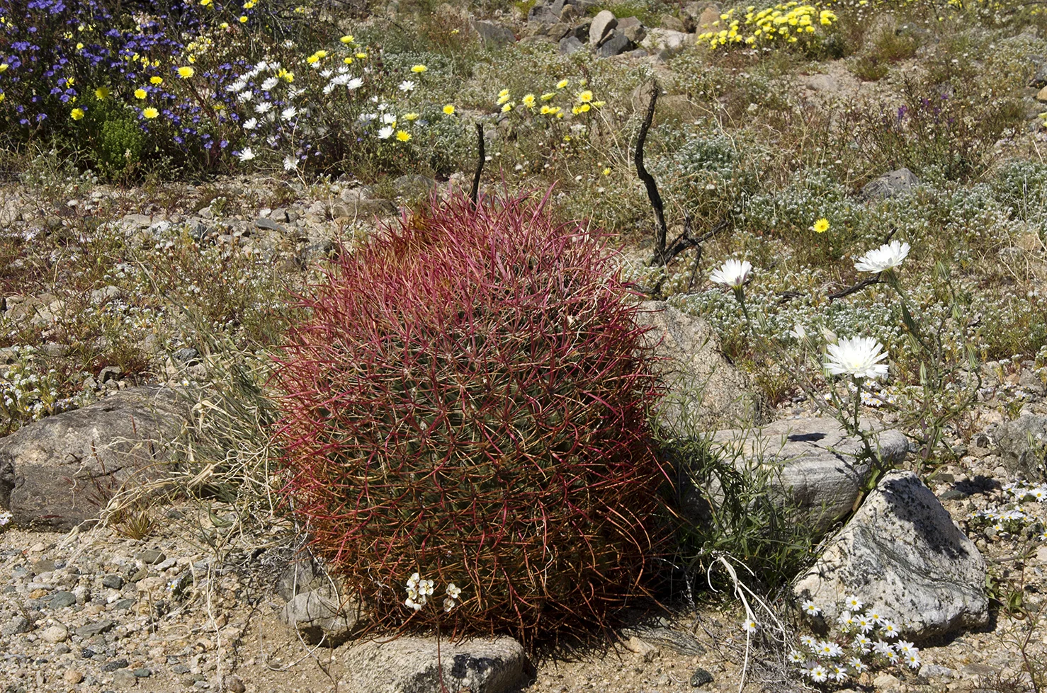 Joshua Tree National Park Wildflowers 07.jpg
