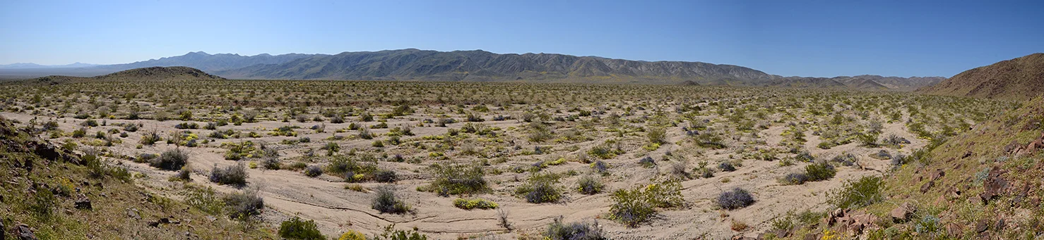 Joshua Tree National Park Wildflowers 10 Pano.jpg