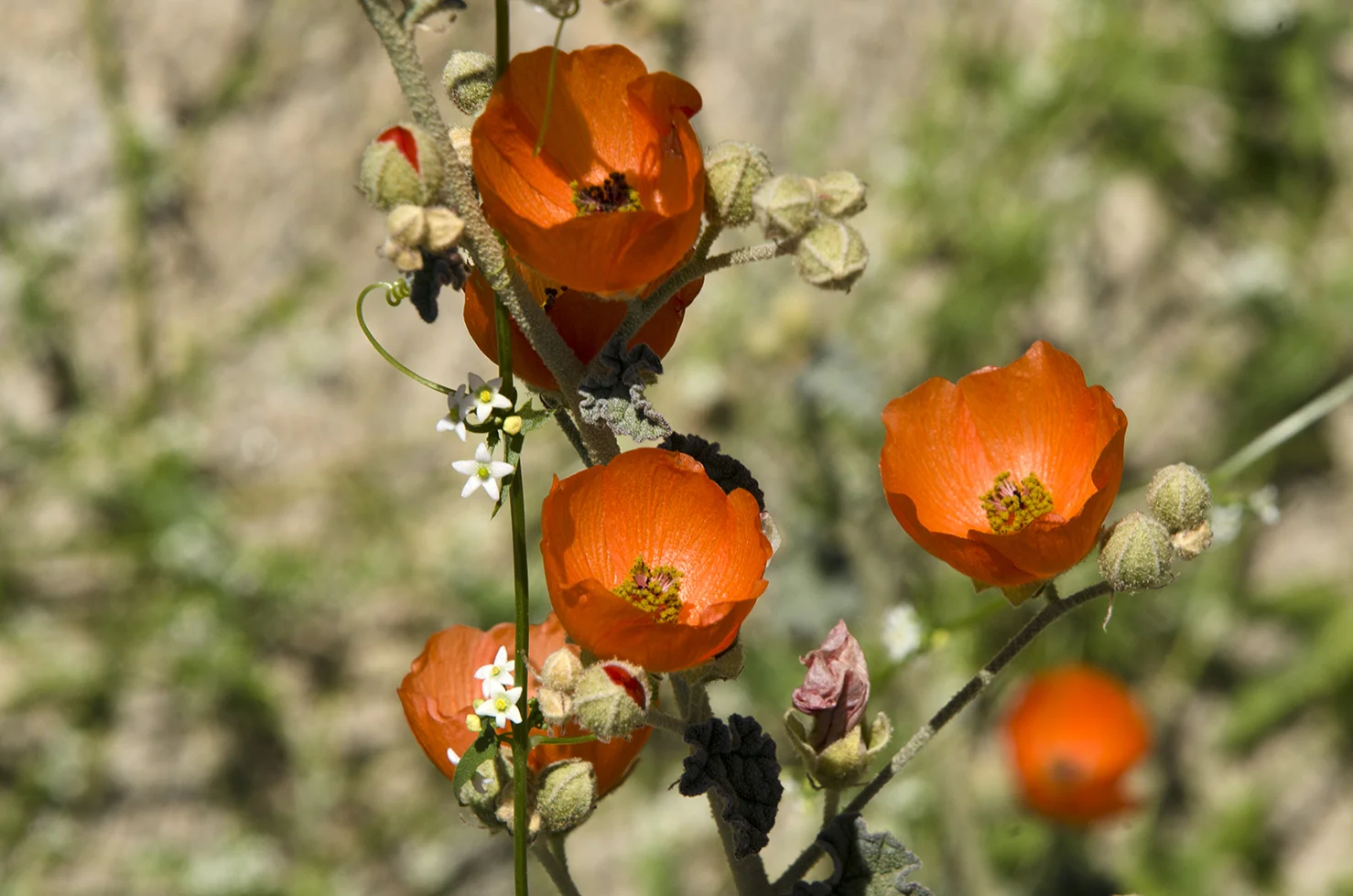 Joshua Tree National Park Wildflowers 16.jpg