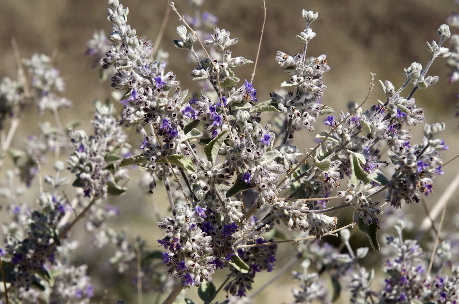 Joshua Tree National Park Wildflowers 20.jpg