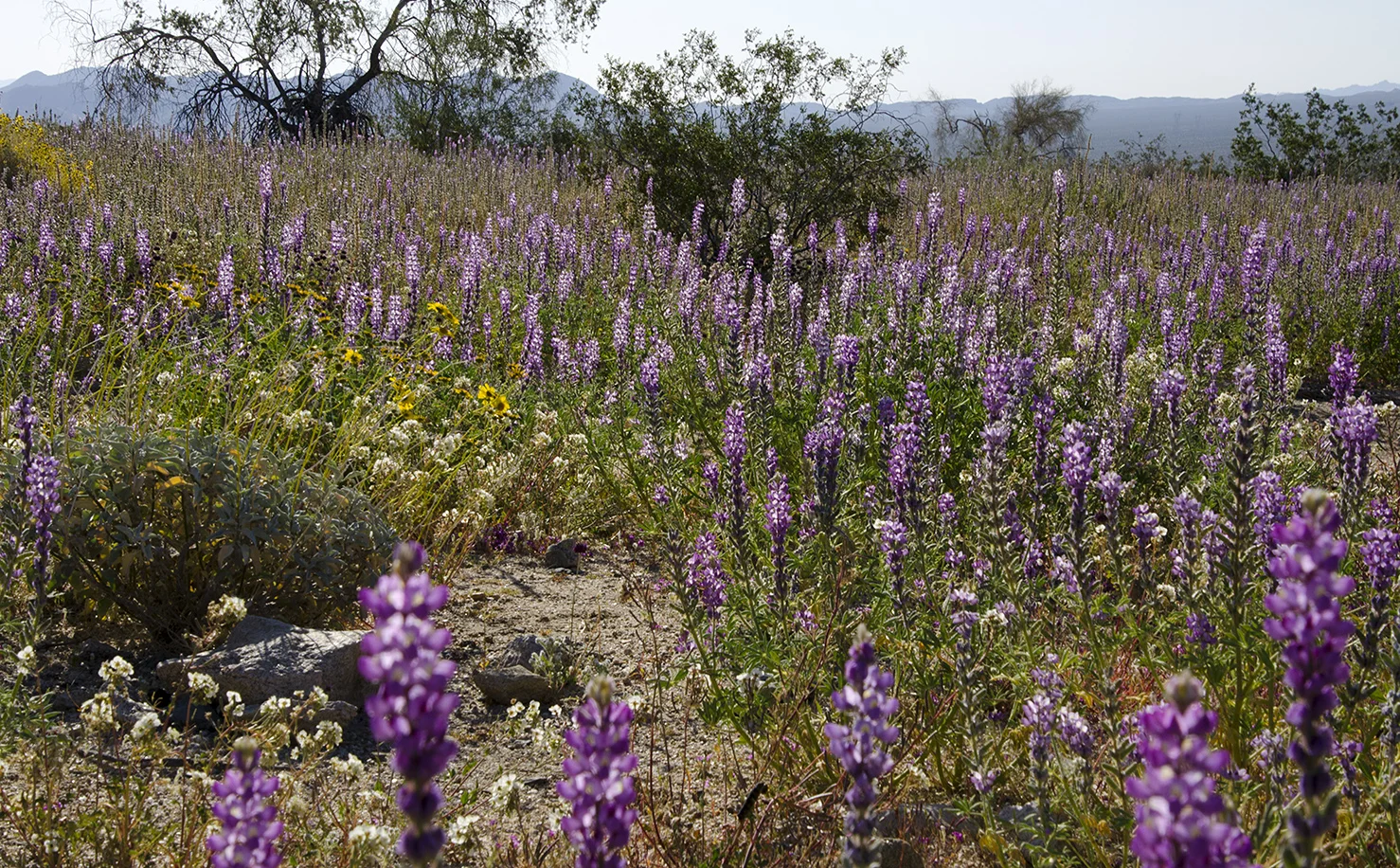 Joshua Tree National Park Wildflowers 25.jpg