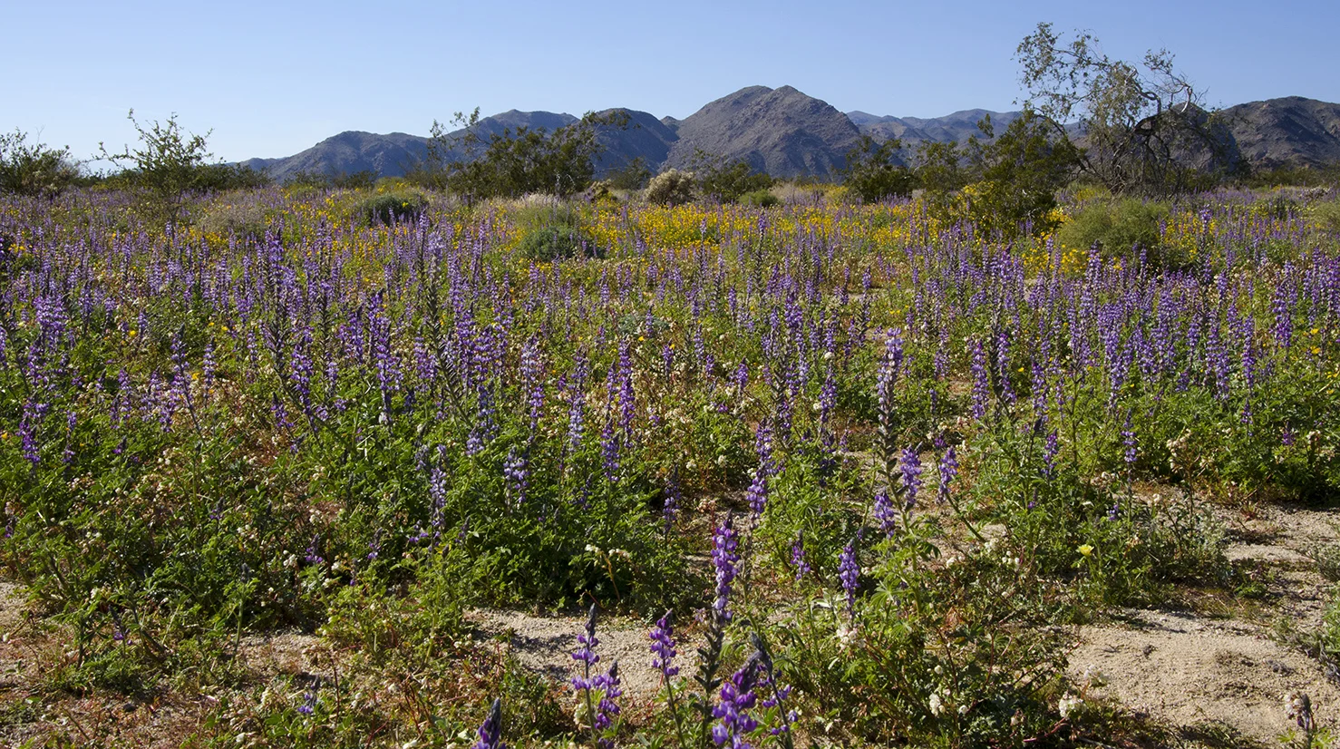 Joshua Tree National Park Wildflowers 27.jpg