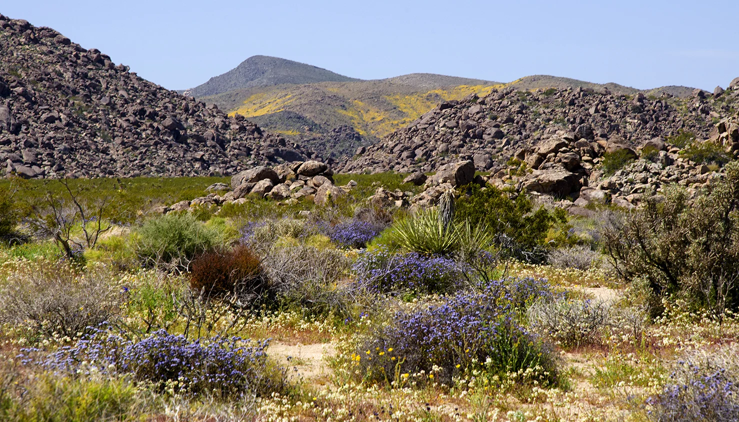 Joshua Tree National Park Wildflowers 28.jpg