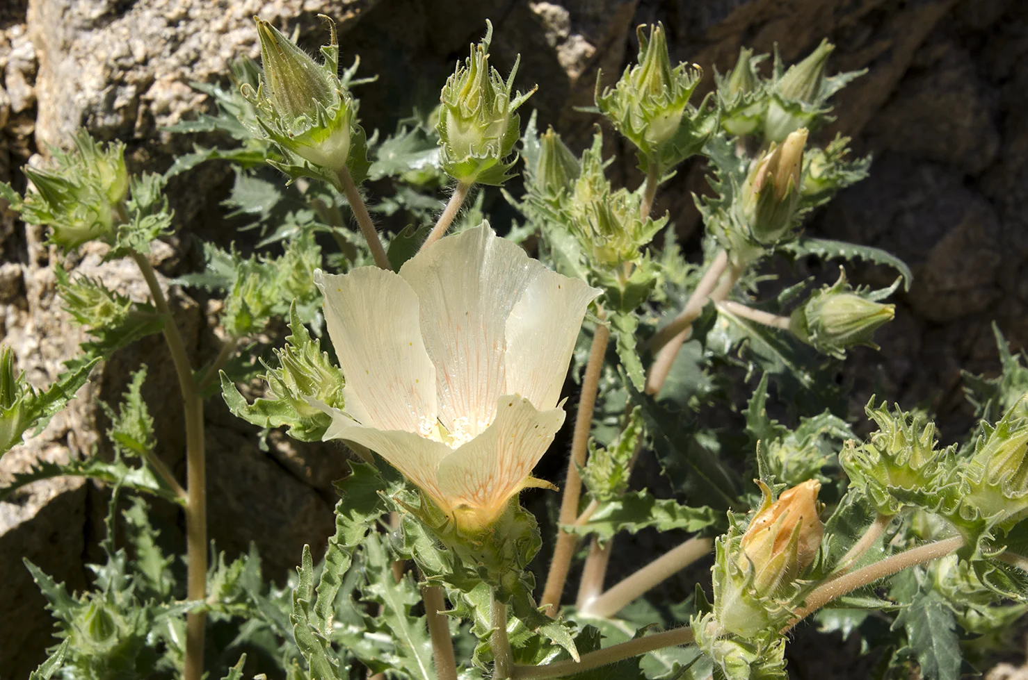 Joshua Tree National Park Wildflowers 33.jpg