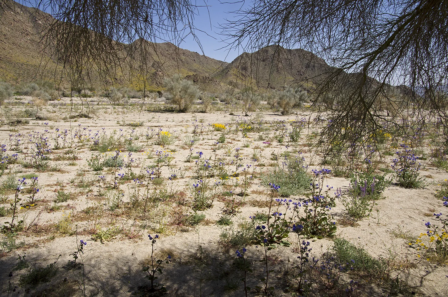 Joshua Tree National Park Wildflowers 34.jpg