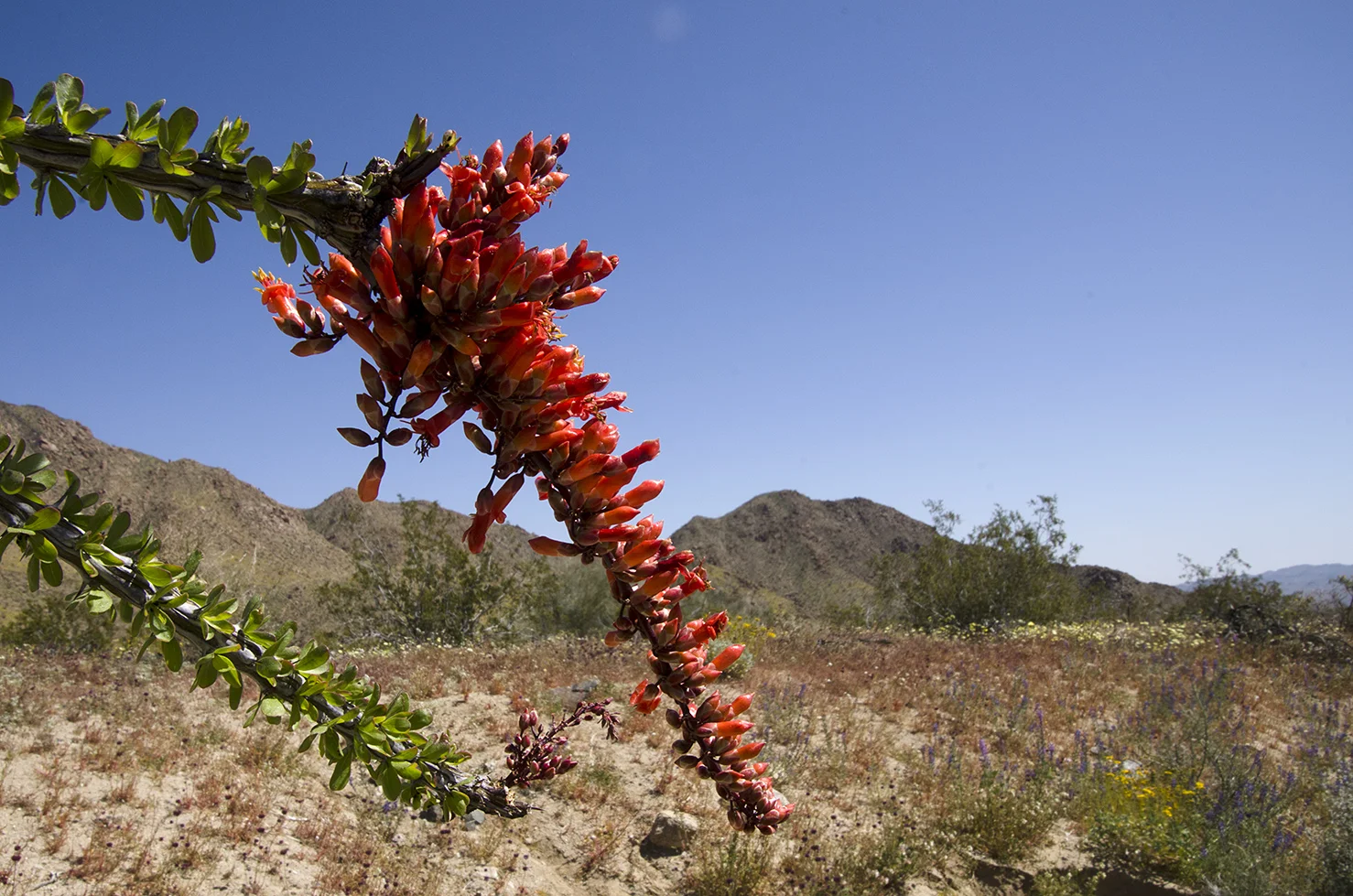 Joshua Tree National Park Wildflowers 37.jpg