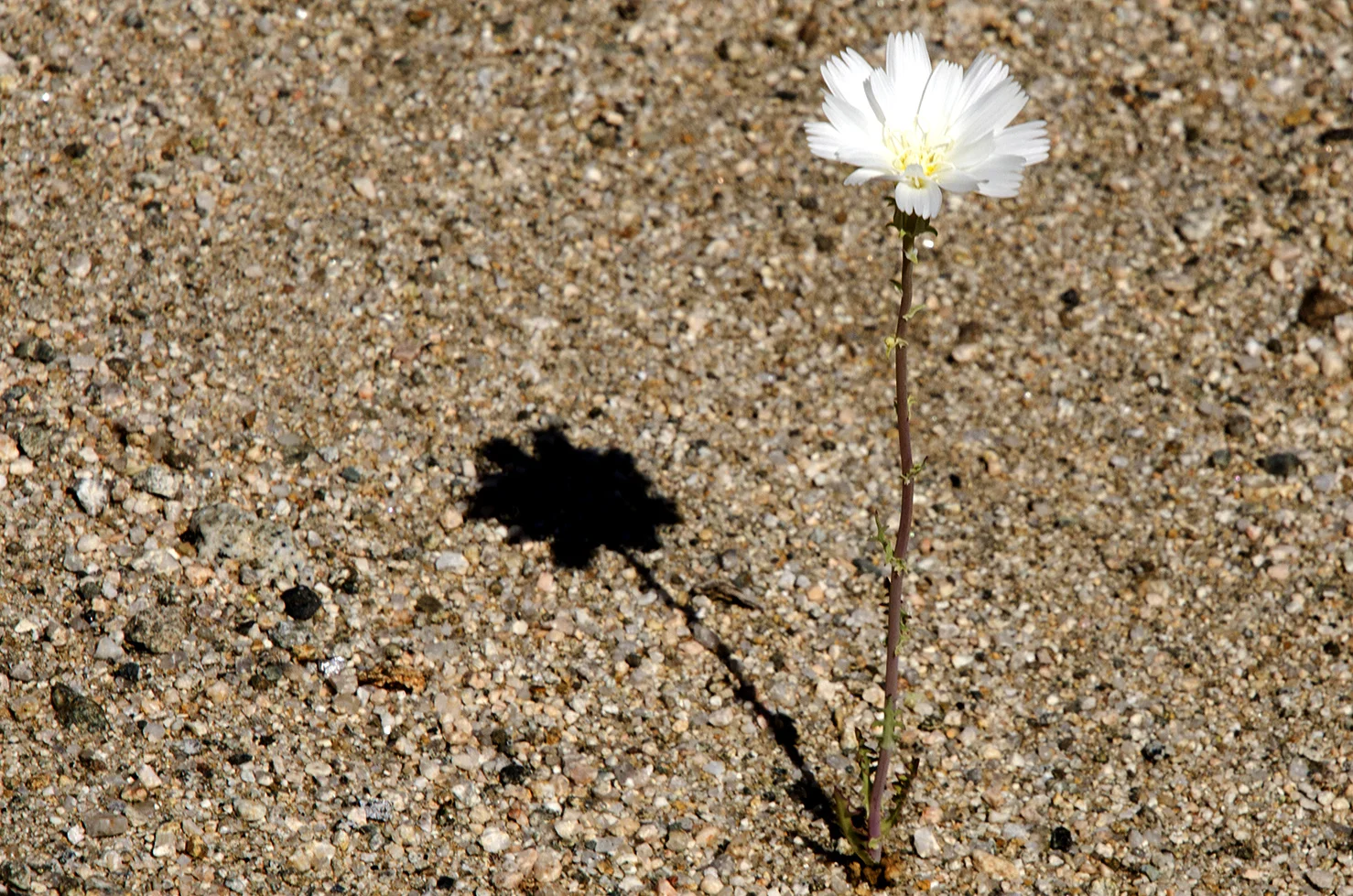 The lone bloomer