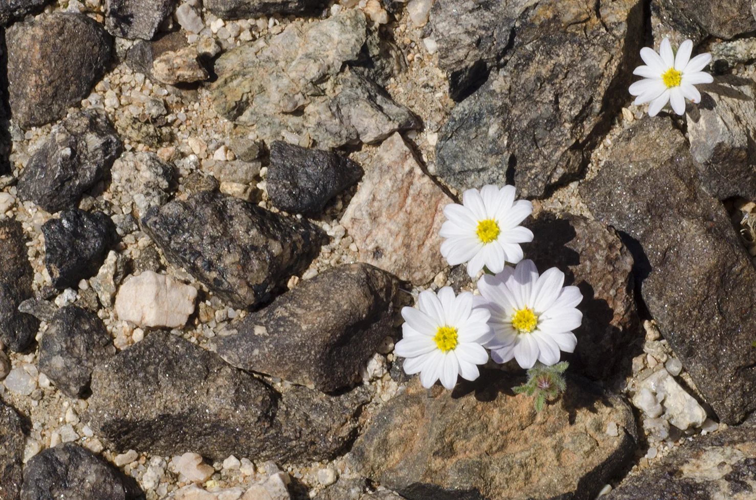 Joshua Tree National Park Wildflowers 45.jpg