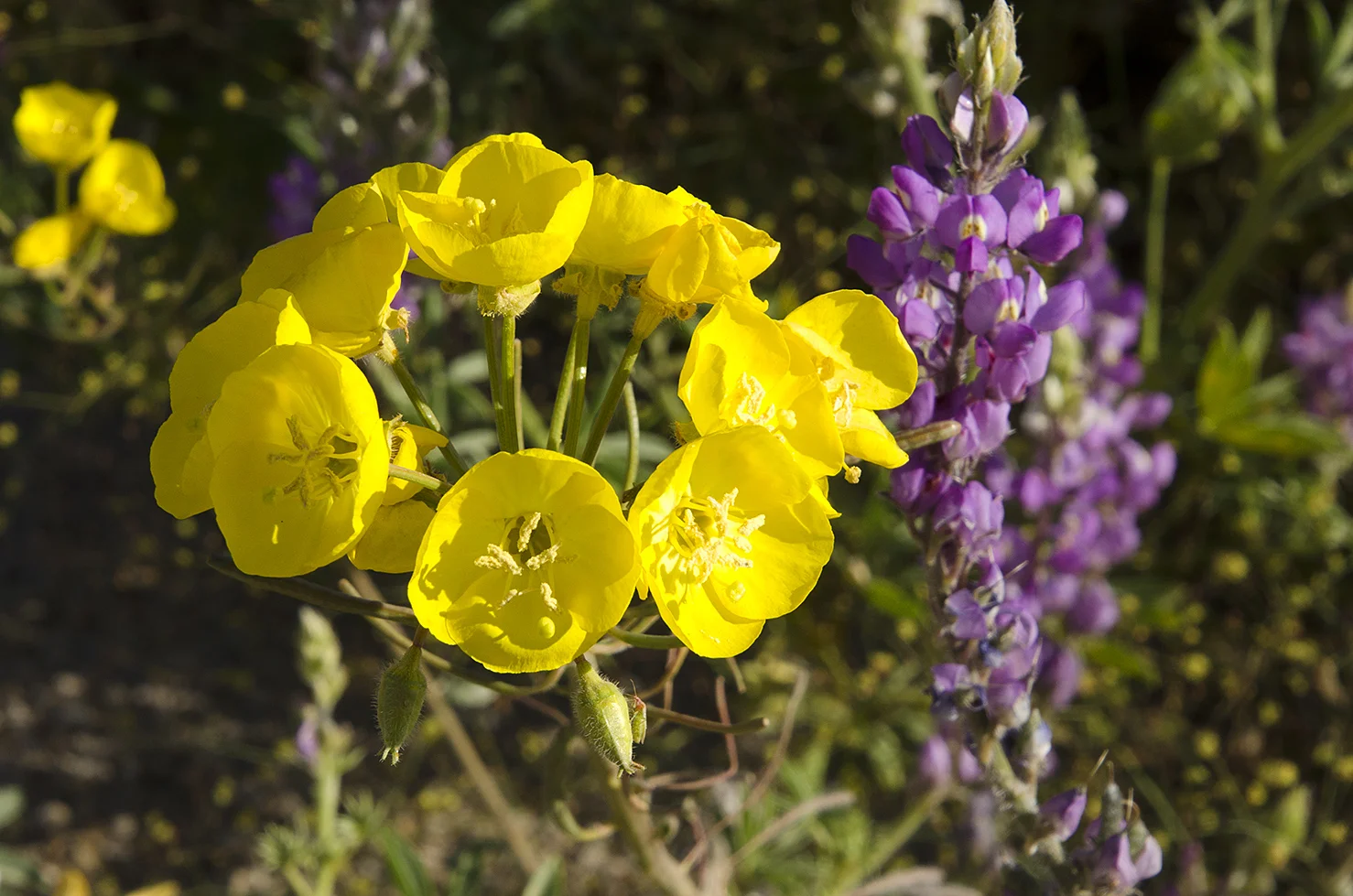 Joshua Tree National Park Wildflowers 47.jpg