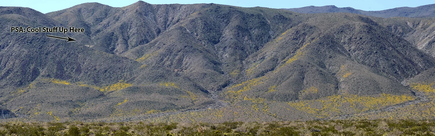 Joshua Tree National Park Wildflowers 09 Pano Small.jpg