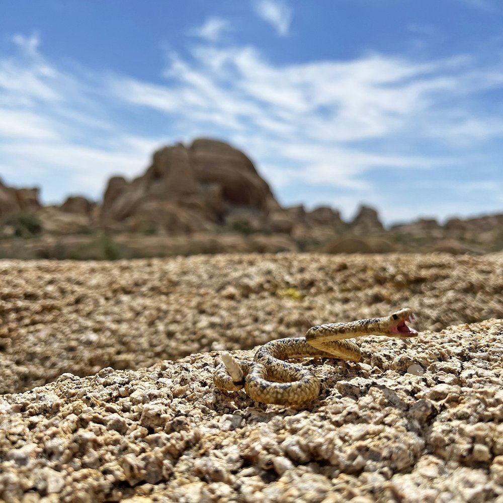 They blend in so well.
.
.
.
.
.
.
#rattlesnake #joshuatreenationalpark #jtnp #mojave #desert #toyphotography #iphone13pro #iphonephotography #exploratoyography #dayhike #leavenotrace #sip #snakebite #snakes #reptiles #roadtrip #roadtrippin