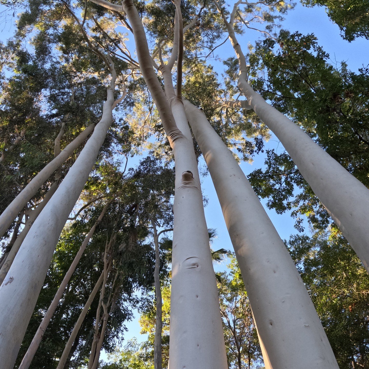 Just some naked trees I passed by a bit ago, whilst on an afternoon walk.
.
.
.
.
.
.
#nakedtrees #afternoonwalk #exploratography #goprohero12 #strollforhealth #lahabra