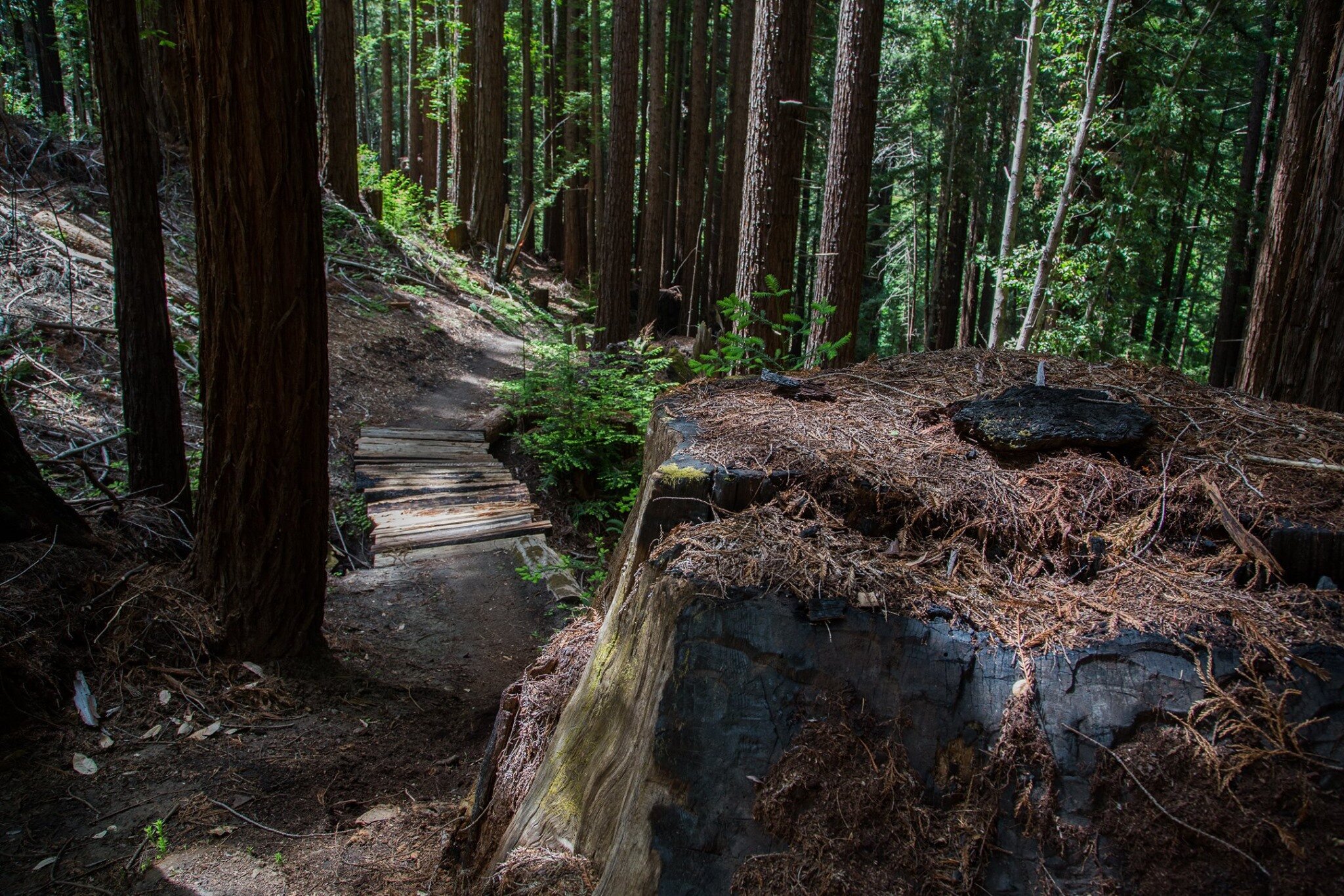 soquel demonstration forest shuttle