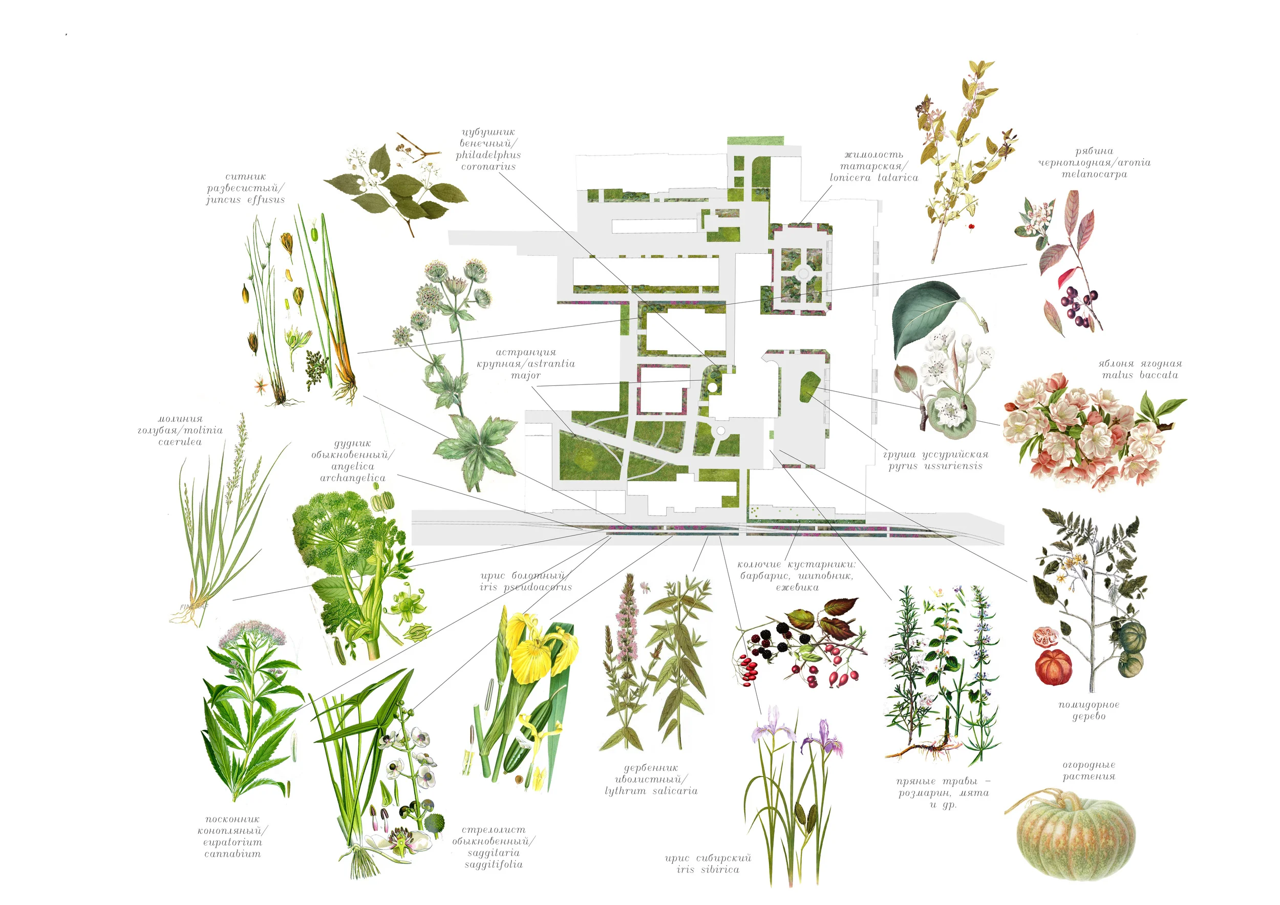  Схема озеления 